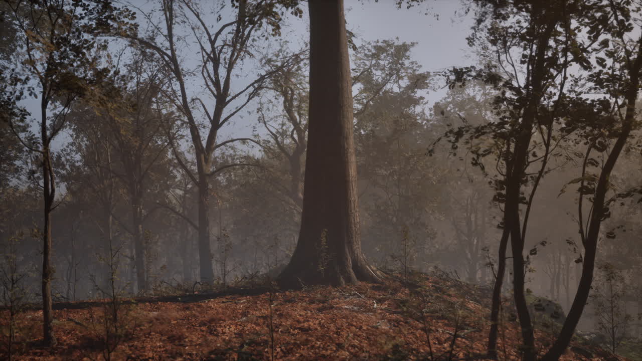 아침에 안개에 마법의 가을 숲