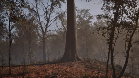 enchanted autumn forest in fog in the morning