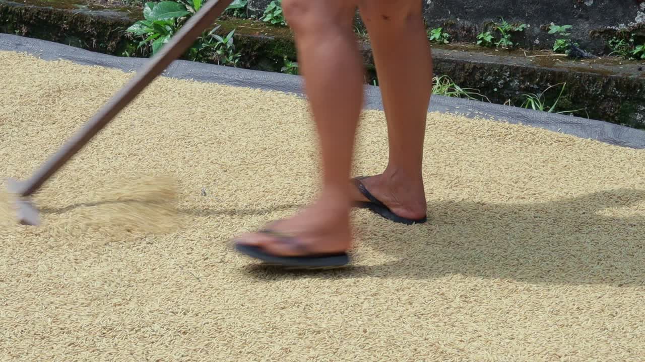 cerrar el arroz de grano marrón claro secado al sol manual por el agricultor