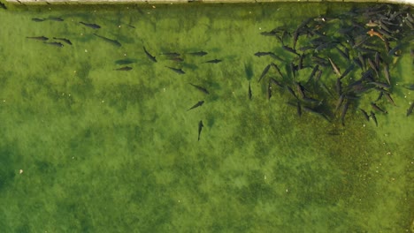 a shoal of carp in a pond.