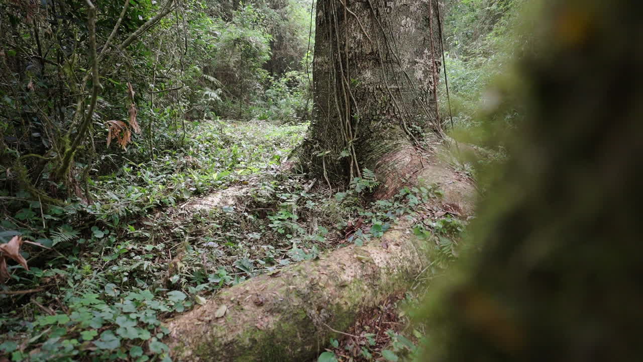 Massive Timbo tree with exposed roots, surrounded by thick vegetation in a dense tropical forest, medium establishing