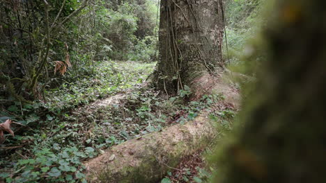 massive timbo tree with exposed roots, surrounded by thick vegetation in a dense tropical forest, medium establishing