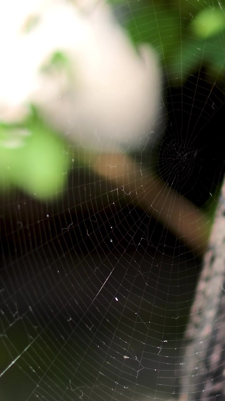 Ragnatela tra sbarre di metallo in giardino