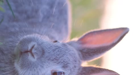 close-up of a rabbit's face
