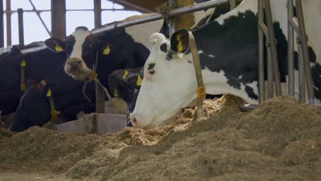 Vacas-Comiendo-Pacíficamente-Juntas-Dentro-Del-Granero