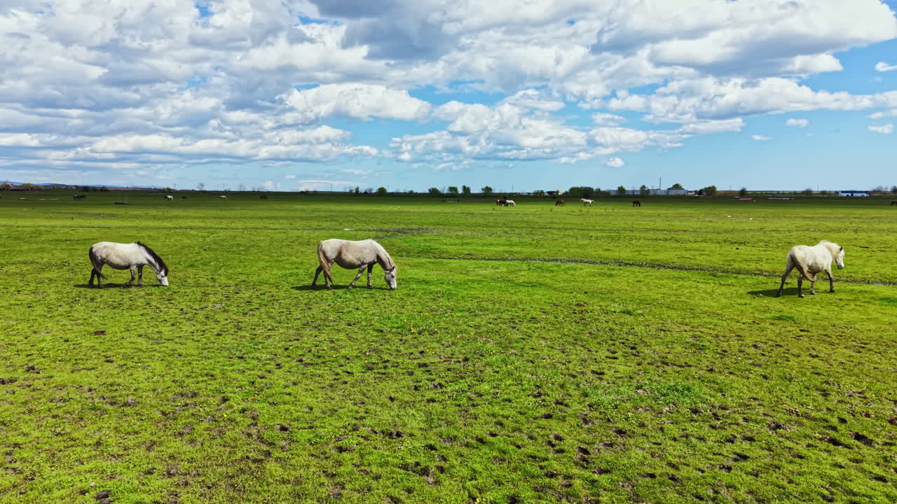 Cavalos pastam em um campo verde sob um céu azul com nuvens, sob a luz do sol da tarde, em uma área rural perto de uma pequena cidade