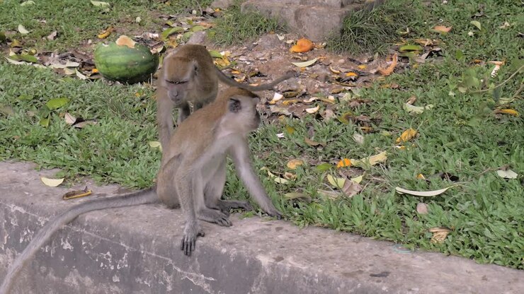Two monkeys sitting on the wall