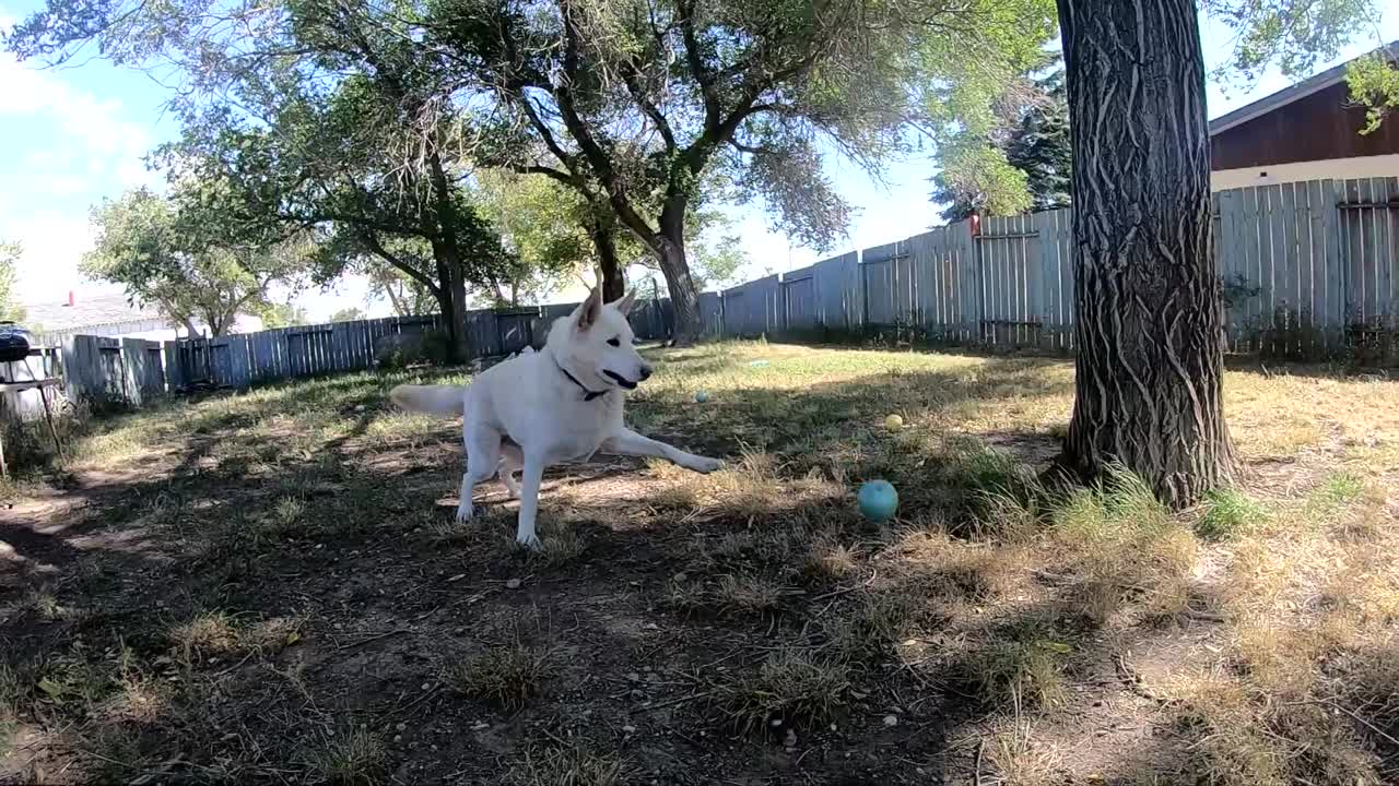 cámara lenta - el perro épico falla