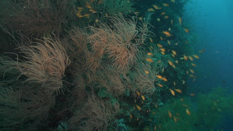 black corals and orange reef fishes on steep coral wall in the tropical ocean