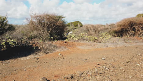 Ziegen-Bewegen-Sich-Im-Busch-Auf-Der-Insel-Curacao