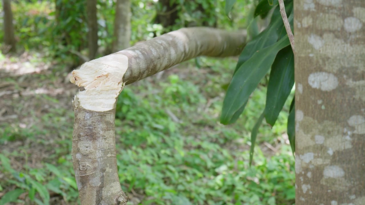 Disboscamento con machete in una zona remota dell'Australia settentrionale. Clip 4