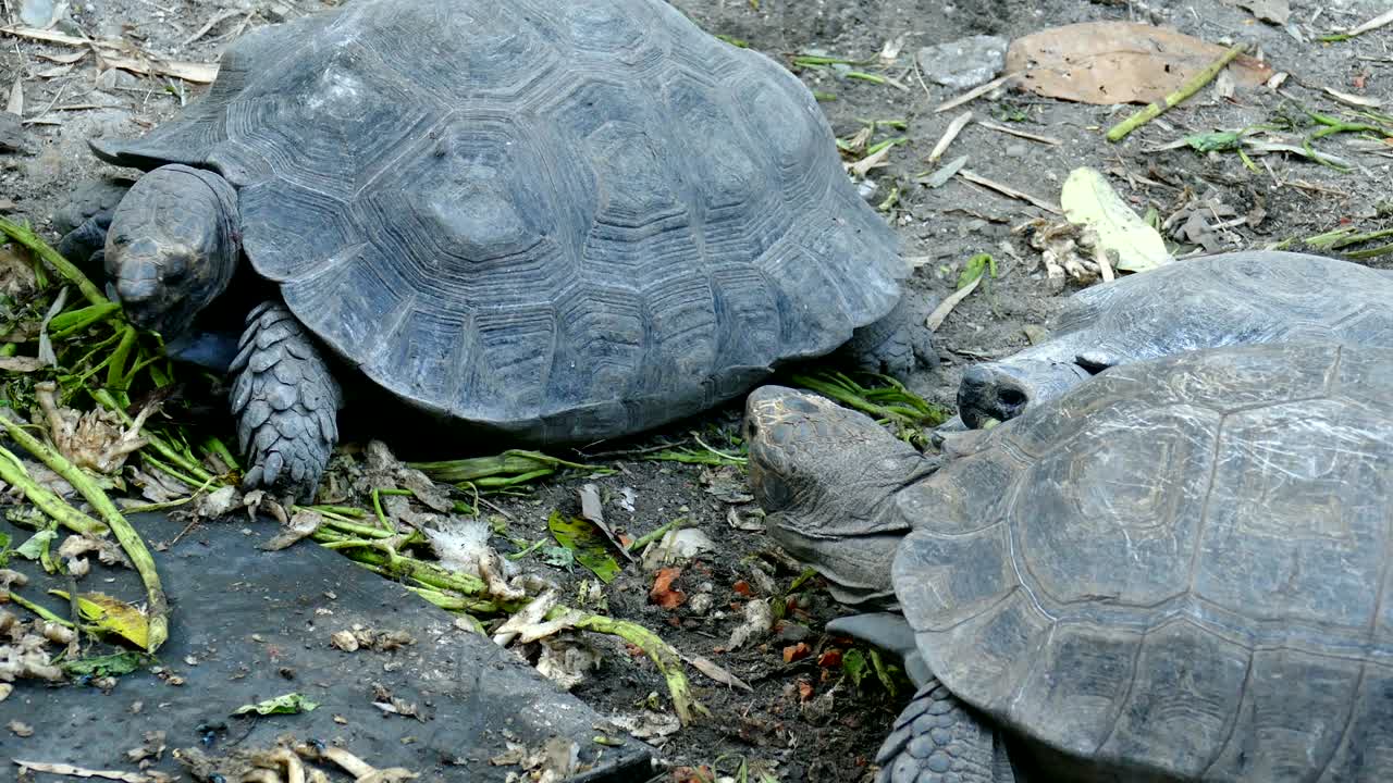 черепаха ест овощи, черепаха отдыхает в природе.