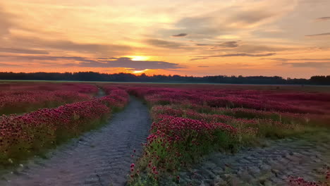 pink flowers rapeseed field, scenic beautiful landscape at sunset sunrise