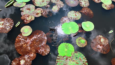 black varanus salvator lies on the leaves of water lily. drone footage above the spotted reptile in his natural habitat.