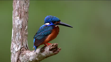 El-Martín-Pescador-De-Orejas-Azules-Es-Un-Pequeño-Martín-Pescador-Que-Se-Encuentra-En-Tailandia-Y-Es-Buscado-Por-Los-Fotógrafos-De-Aves-Debido-A-Sus-Hermosas-Orejas-Azules,-Ya-Que-Es-Una-Pequeña,-Linda-Y-Esponjosa-Bola-De-Plumas-Azules-De-Un-Pájaro