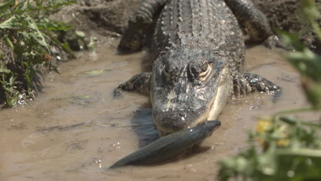 aligator podnoszący ryby z wody w bardzo zwolnionym tempie