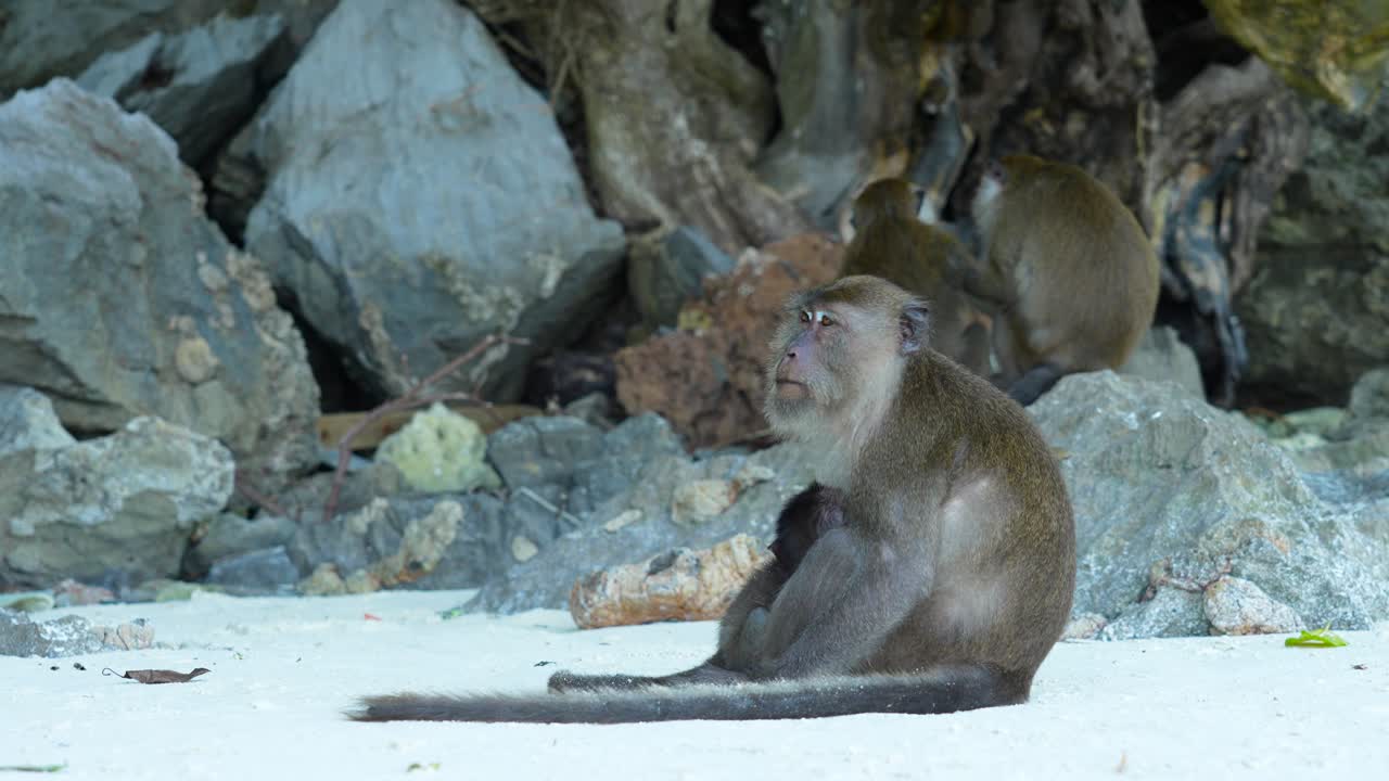 mamá mono sosteniendo al bebé mono