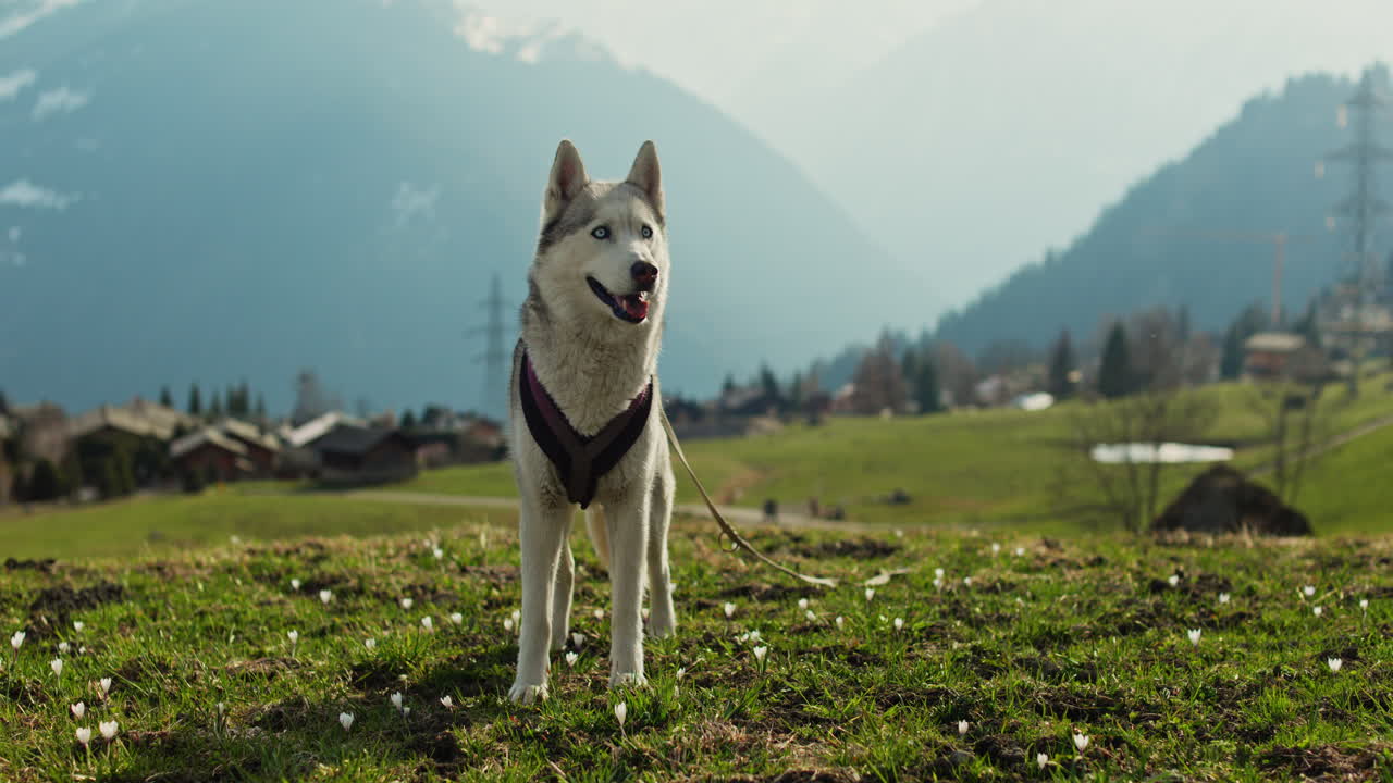 Majestic husky walking through an open alpine field at sunset, with breathtaking mountain views and