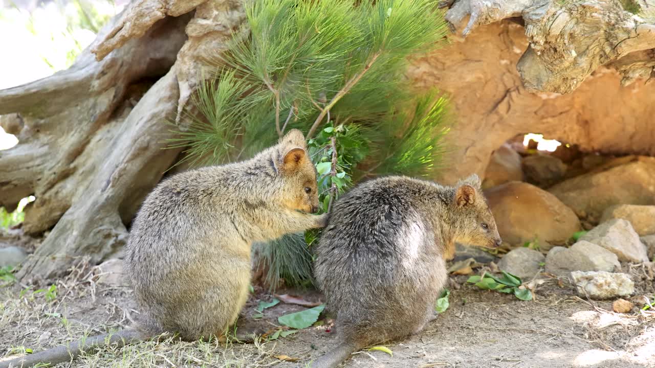 Due quokka cercano foglie verdi vicino a un tronco cavo sotto la vivace luce naturale del giorno.