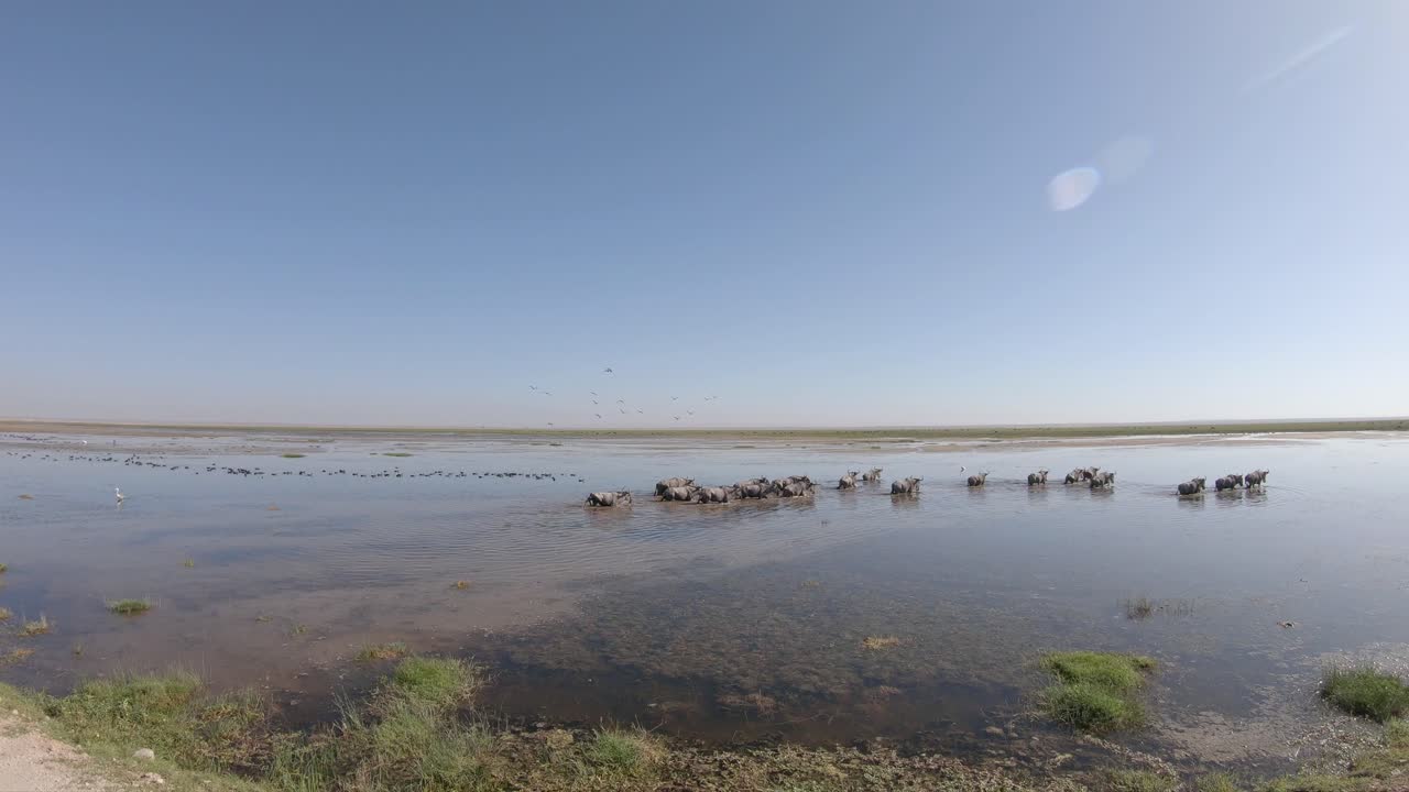 Wildebeest group in watering hole on savanna during wet season, Amboseli, Kenya
