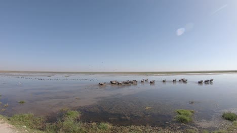 grupo de gnues en un pozo de agua en la sabana durante la temporada de lluvias, amboseli, kenia