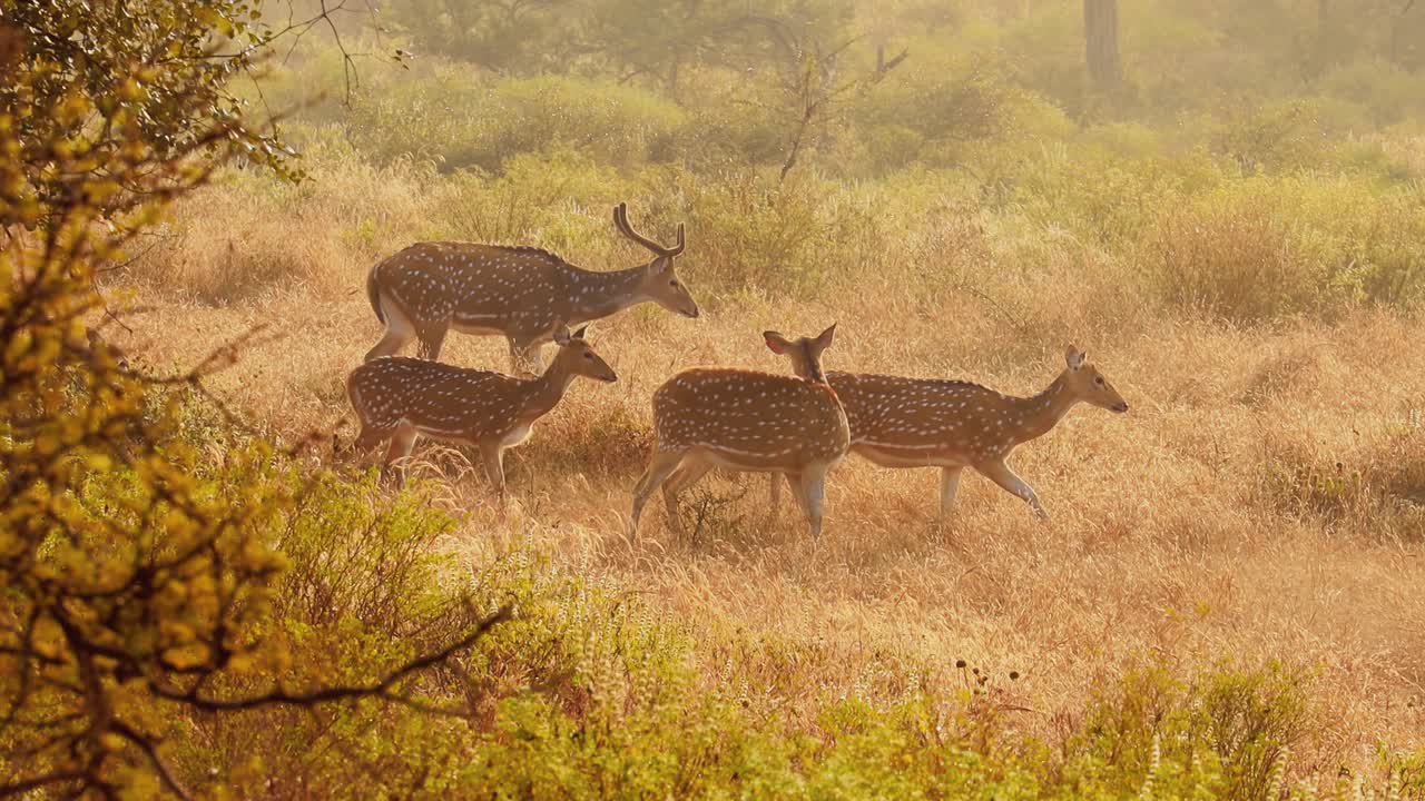 chital o cheetal, también conocido como venado manchado, venado chital y venado de eje, es una especie de venado que es nativa del subcontinente indio. parque nacional de ranthambore sawai madhopur rajasthan india