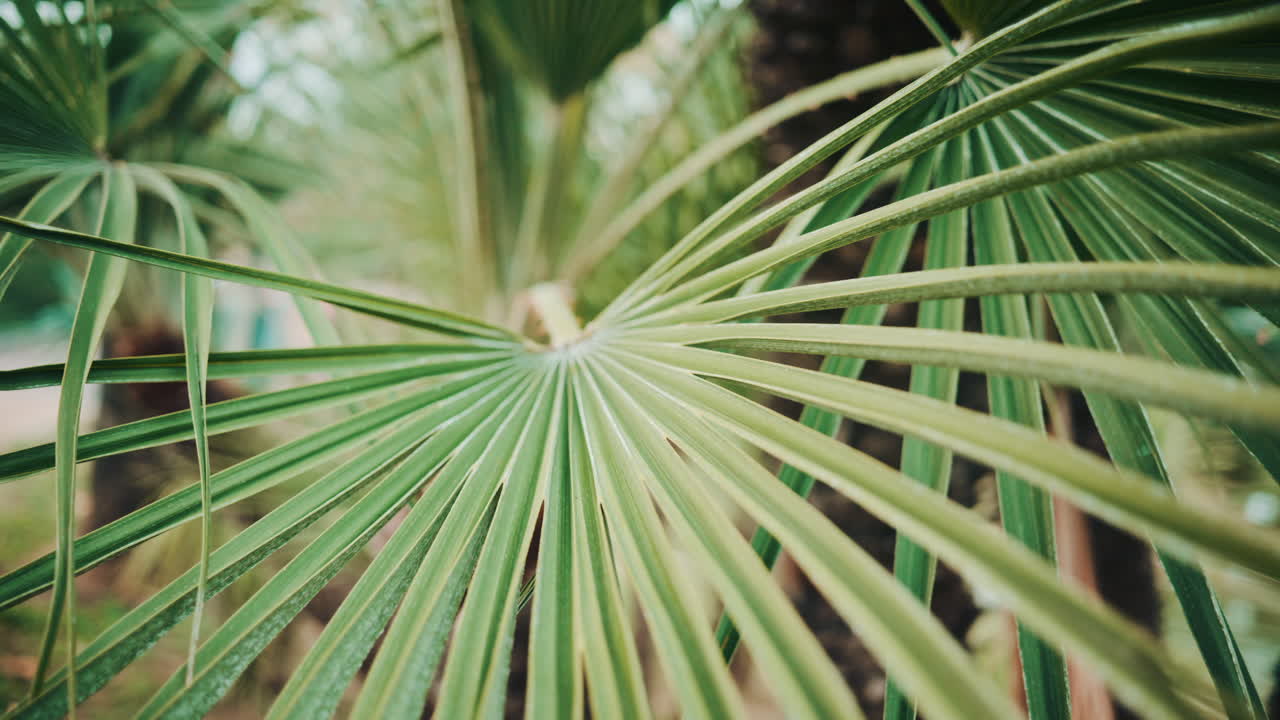 Close up of a fan shaped palm leaf with small seeds resting on the surface, highlighting natural textures and soft botanical tones