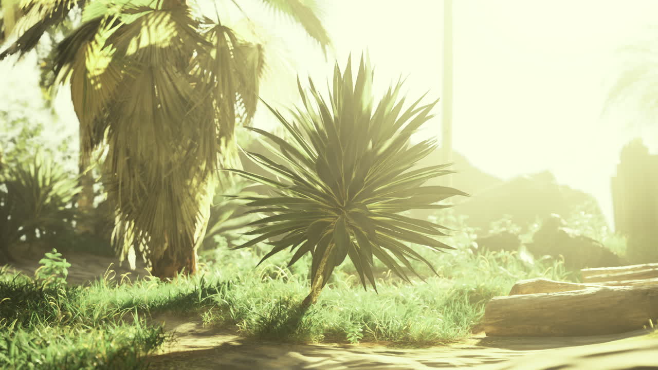 Sunlight filters through tropical foliage in a serene natural setting