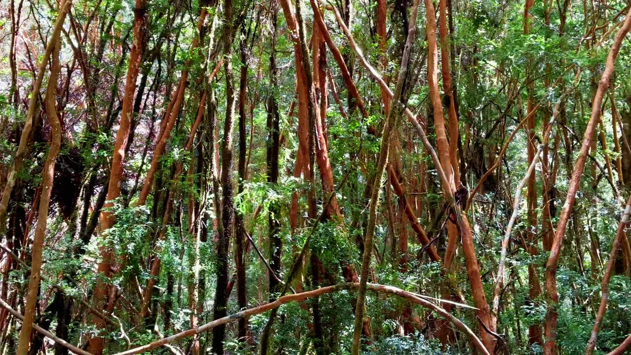 Cathedral forest of Myrtle trees , in Tepuhueico Park, in Chiloé, Chile