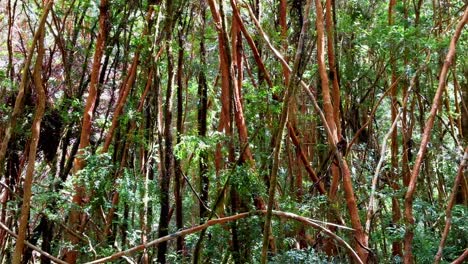 Cathedral-forest-of-Myrtle-trees-,-in-Tepuhueico-Park,-in-Chiloé,-Chile