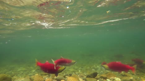 fish swimming under mountain river 4k