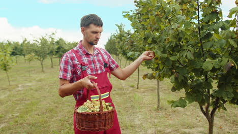 man farmer plucks collects ripe hazelnuts from deciduous hazel trees rows in garden harvesting