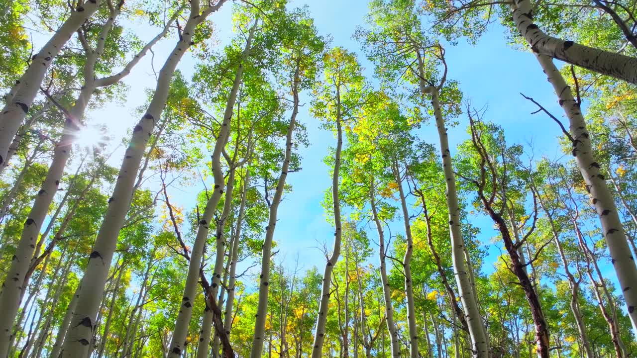 Dense tall mature Aspen Tree forest Mt Shavano campground trailhead Kebler Pass Crested Butte Paonia Colorado aerial drone ground level early morning sunlight blue sky fall autumn backwards look down