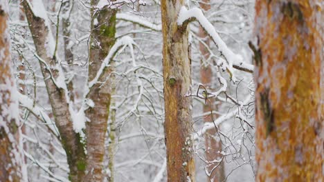 Pajarito-Sentado-En-Una-Rama-De-Pino-En-Invierno