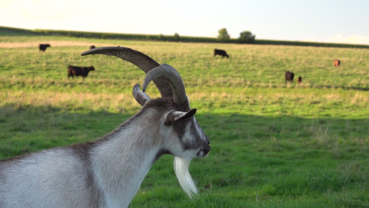 Chèvre curieuse avec des cornes et une barbe dans un champ de ferme vert