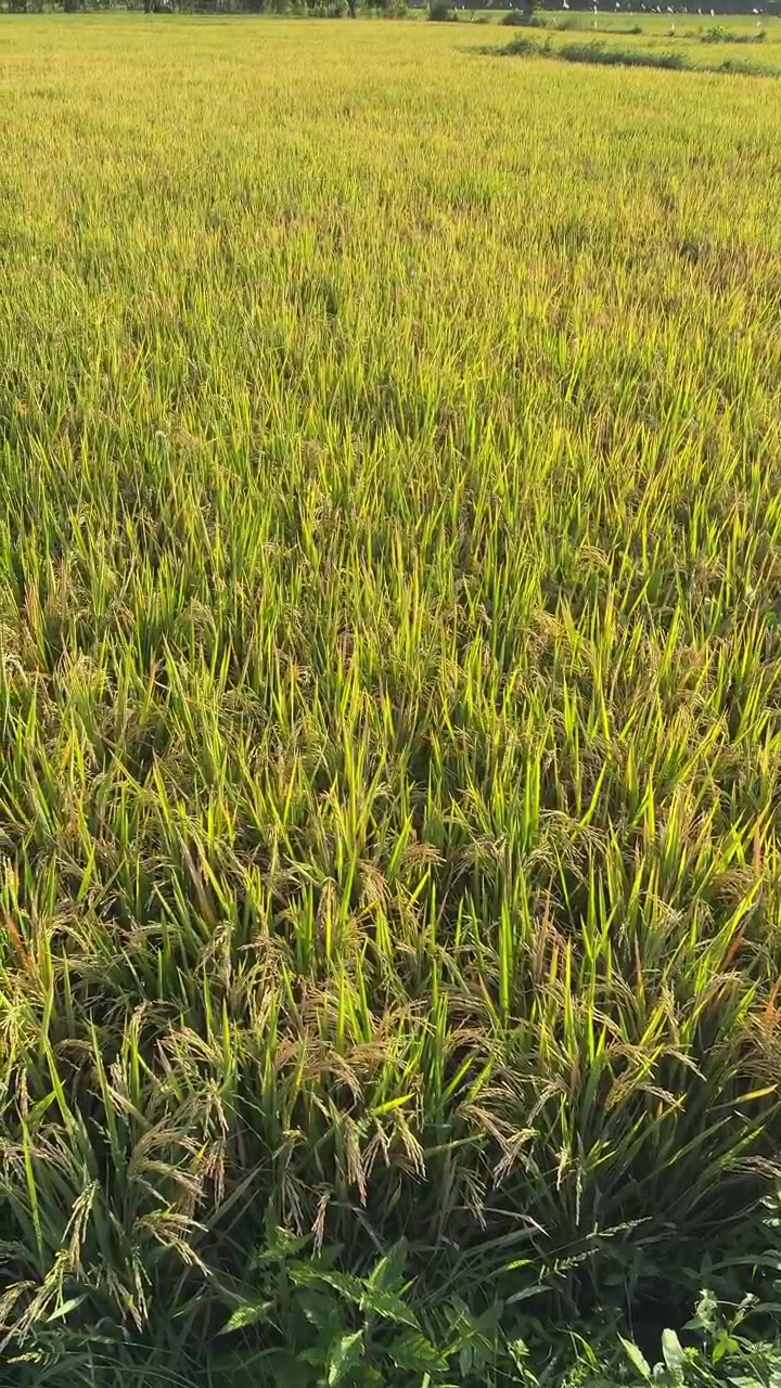 Campo di riso dorato che ondeggia nel vento