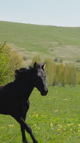 playful horses of black and cream color run grazing on large meadow slow motion. happy active equine creatures race on preserved natural territory