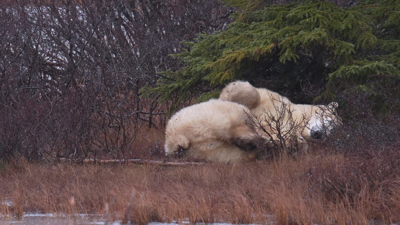 el oso polar dormido en cámara lenta trata de sentirse cómodo entre los matorrales y árboles subárticos de churchill, manitoba.