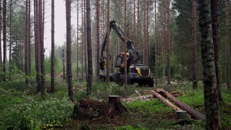 forestry harvester timber harvesting in finnish forest, shot with sony fx3