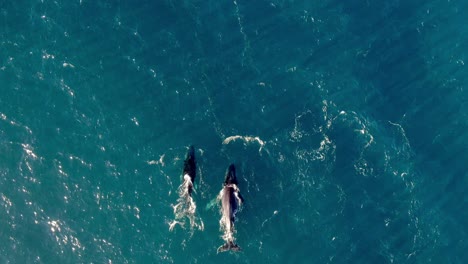 Scenic-View-Of-Humpback-Whales-Swimming-At-The-Ocean--top-drone-shot