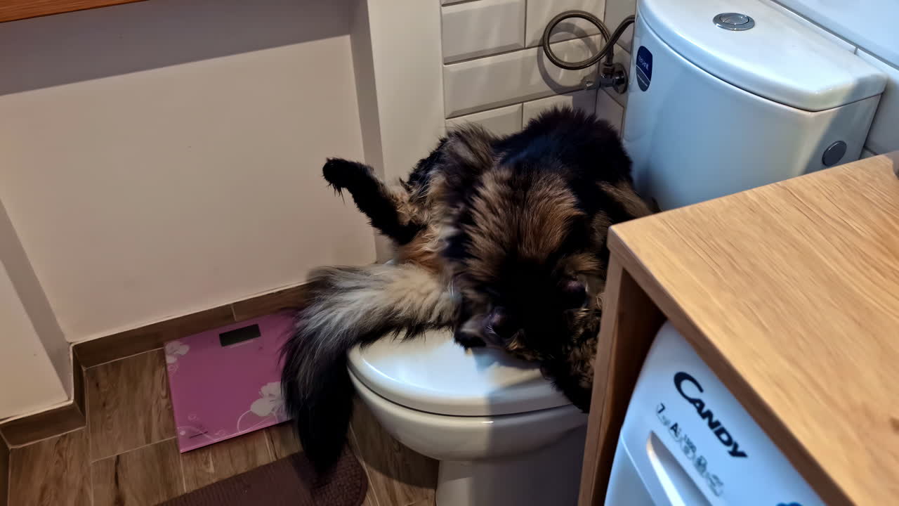Fluffy cat lying on a toilet seat and grooming itself to stay clean and healthy