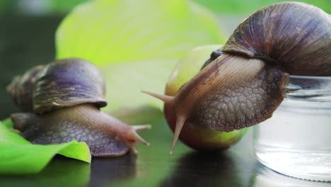 giant african land snails (achatina fulica). snail sitting on apple.