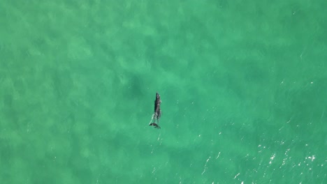 mother and baby dolphin slowly break the ocean surface while hunting food