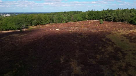 Cinematic-drone-shot-revealing-the-beautiful-flowering-landscape-of-Heather-Nature-Reserve-in-full-bloom-on-the-Mookerheide-in-the-province-of-Limburg,-Netherlands