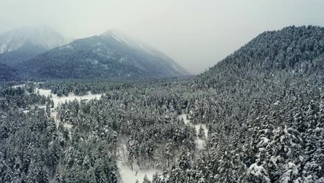 Schöner-Schneeszenenwald-Im-Winter.-Überfliegen-Von-Schneebedeckten-Kiefern.