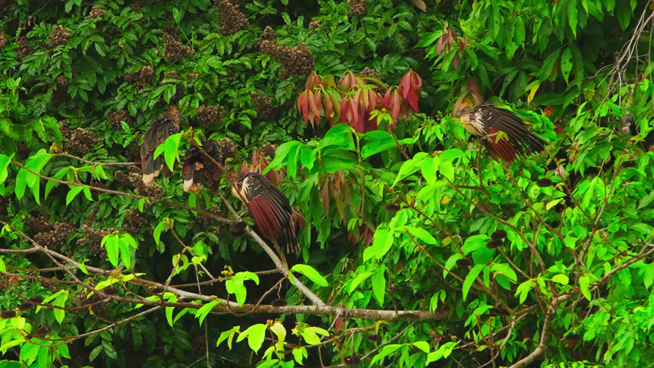 Pan shot of two Hoatzin sitting on a branch in Tambopata, Madre de Dios Region, Peru, in the peruvian amazon