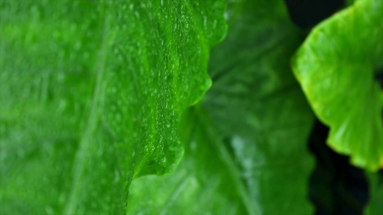 Primo piano di gocce di pioggia su una grande foglia tropicale verde