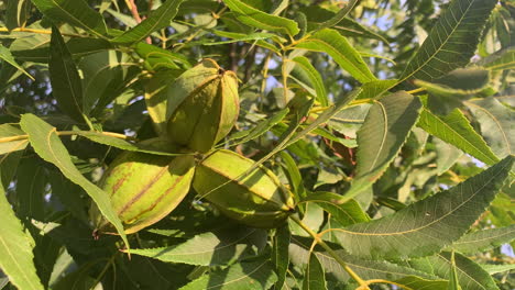 vaina de nueces de pacana maduras balanceándose en el viento en la rama del árbol de cerca en macro de pacanas