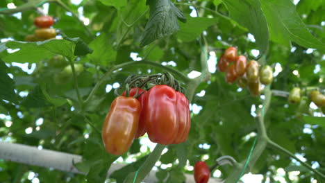 ripe for picking red tomatoes