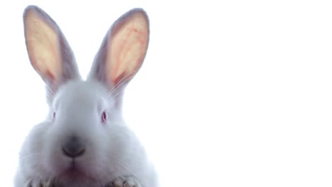 pretty white fluffy bunny isolated on white background